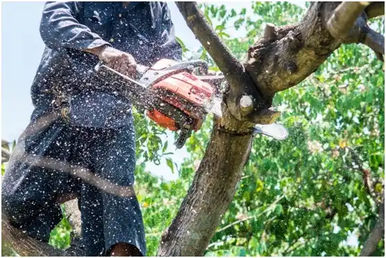 tree services Lansdowne